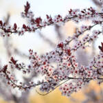 Cherry Blossoms, by Katharine Boyle